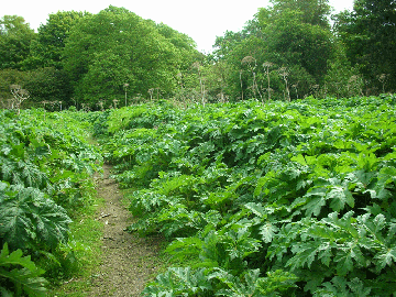 japensese knotweed